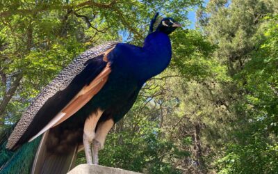 Calendrier des stages 2025-2026