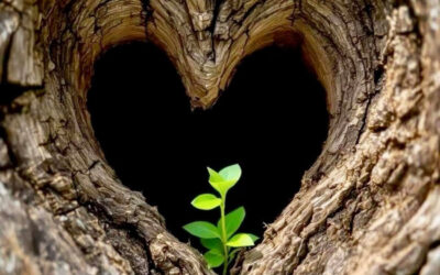 La Voie du Taiji vous souhaite une très belle année 2026